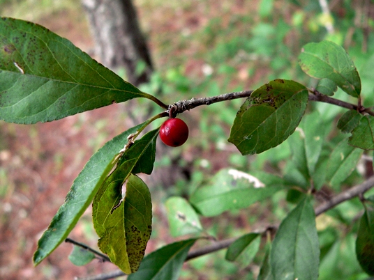 {Ilex decidua}